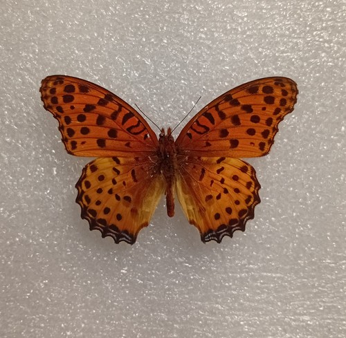 Argynnis hyperbius butterfly - hyperbius,