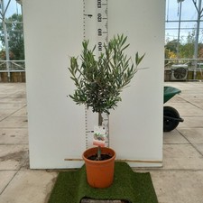 Olive Tree quarter-standard