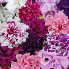 Perfect plants petunia - perfect,