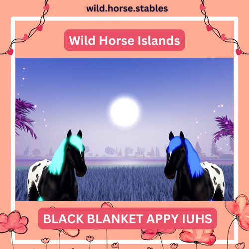 Wild horse islands - horse, appaloosa