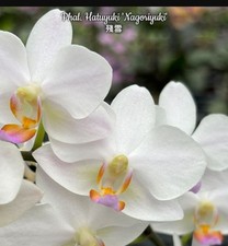 Phalaenopsis Hatuyuki 'Nagoriyuki' Orchid Plant