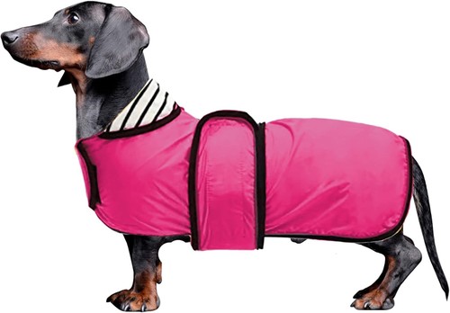 Morezi dachshund coat - dachshund,