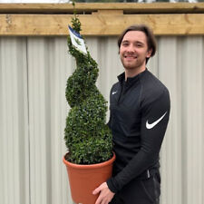 Buxus Topiary Plant Spiral Box