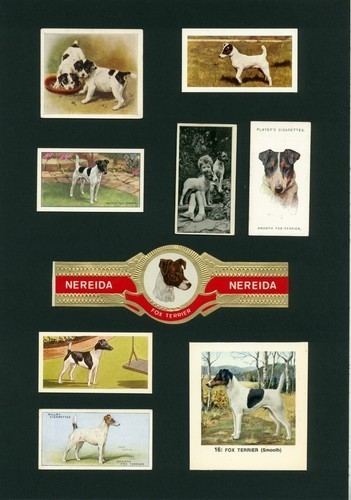 Smooth fox terrier mounted - smooth,