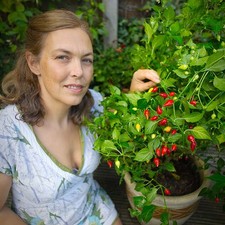 Red biquinho chilli plug - red,