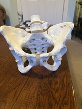 Human Female Model Pelvis