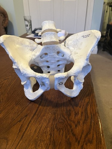 Human female model pelvis - human,