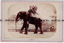 Elephant Cabinet Photograph of Jumbo at London Zoo c.1880