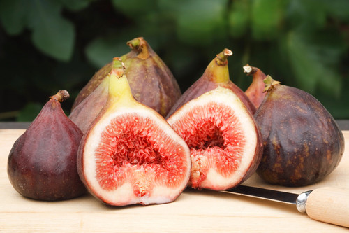 Common edible fig tree - 30,