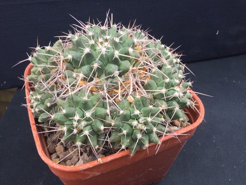 Mature unnamed cacti - unnamed,