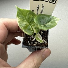 Alocasia Platinum Albo - Very rare variegated aroid plant ref 11APLA01