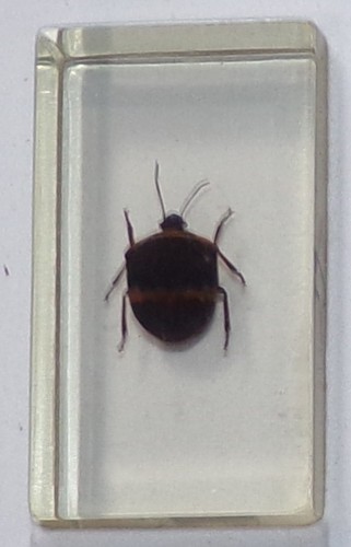 Preserved real insect resin - in,