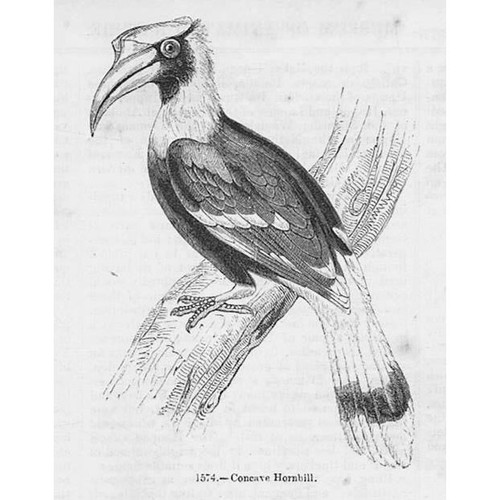 Birds concave hornbill - concave,