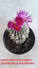 Mexican Geohintonia - SEED!!! - 10cm vase