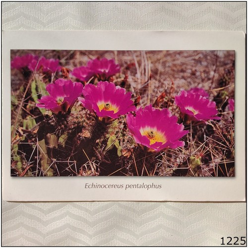 Echinocereus pentalophus