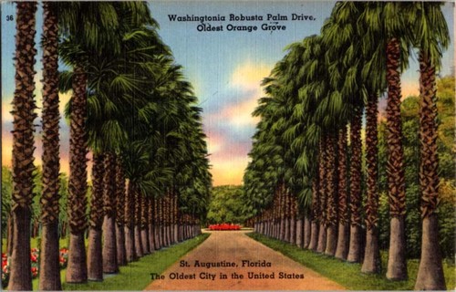 Augustine fl postcard - augustine,