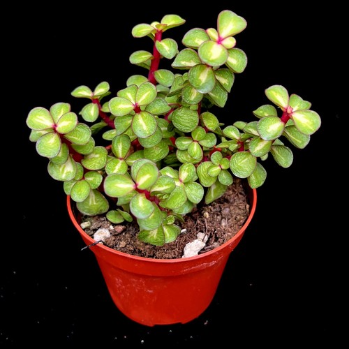 Portulacaria afra mediopicta - portulacaria,