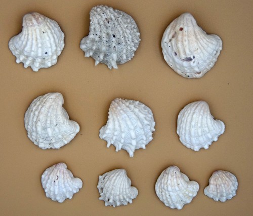 Ten florida spiny - , jewel