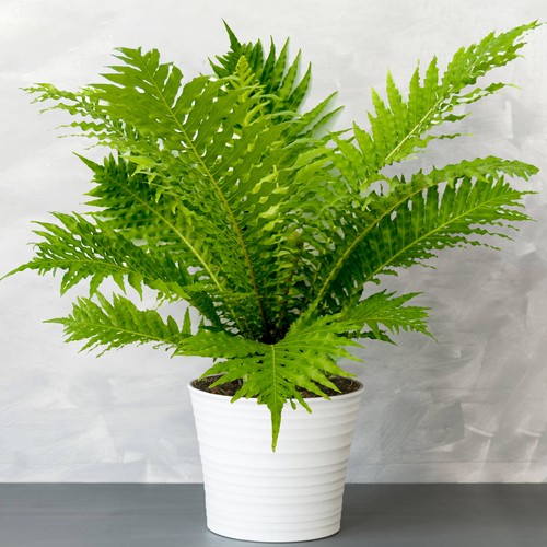 Blechnum silver lady - lady, dwarf