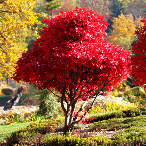 Red japanese maple tree - red,