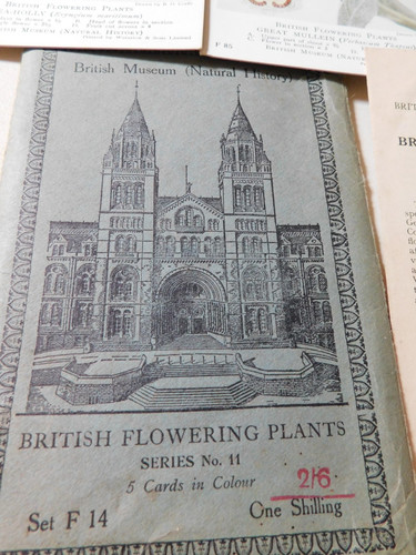 British museum flowering - british,