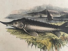 Antique vintage Victorian JOSIAH WHYMPER - STURGEON - fish hand coloured print