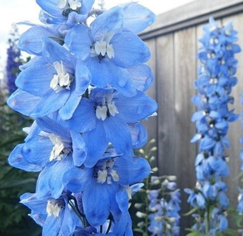 Delphinium summer skies - delphinium,