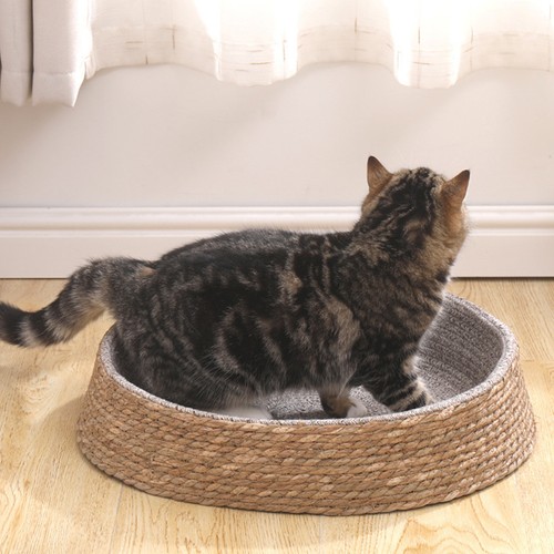 Pet small dog - pet, bed