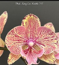 Phalaenopsis King Car Marble 717 Orchid Plant
