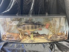 Perch Perca Fluviatilis