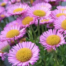 3 x Plug Plants Erigeron Glaucus 'Sea Breeze' Clump Forming Perennial.