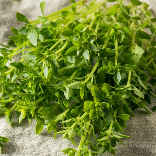 Thai basil spicy herb - basil,