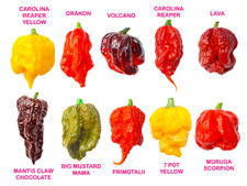 Worlds HOTTEST Chilli - 40