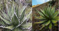 Shark Tooth Agave | Agave Megalodonta | | 10+ seeds | Same Day Dispatch