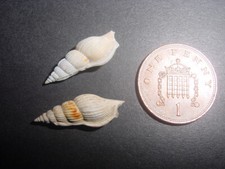 2 Bartonian Eocene Rimella rimosa Strombidae Barton Beds Hampshire England