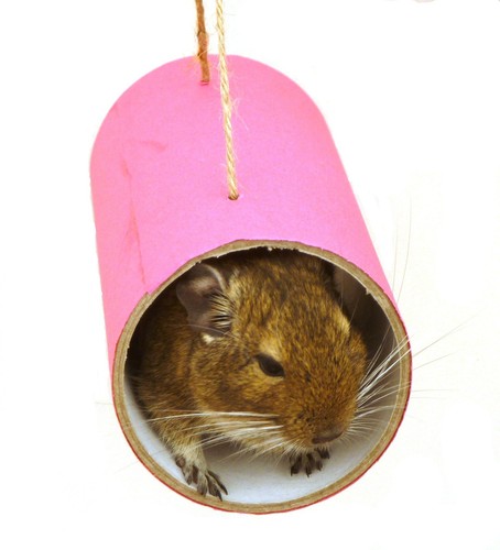 Pink chewchewbs pet - chewchewbs,