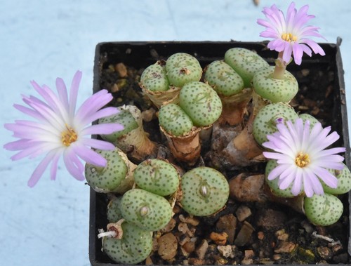 Conophytum fraternum 1359 - fraternum, cr