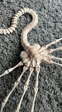 Alien Face Hugger  Life Size