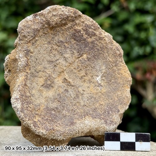 Ichthyosaur vertebrae fossil - ichthyosaur,
