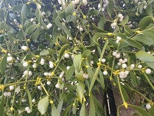 25 Fresh Mistletoe Berries Picked to Order - Grow Your Own Mistletoe Seeds
