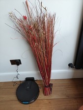  Tall Natural  Reed Dried
