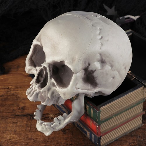 Skull decor halloween skulls - skull,