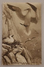 R P Phillimore Postcard No. 658. Solan Geese on the Bass Rock, East Lothian.