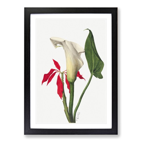 Calla lily mary vaux walcott - calla,