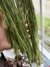 Hoya Linearis - Cuttings