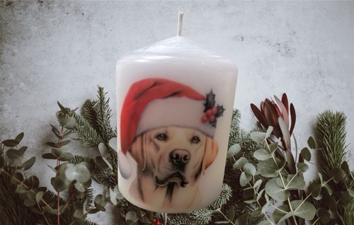 Yellow labrador christmas dog - labrador,