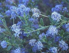 Ceanothus Concha California