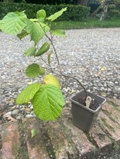 COBNUT TREE SAPLING Filberts Hazelnuts Corylus avellana European Hazel A