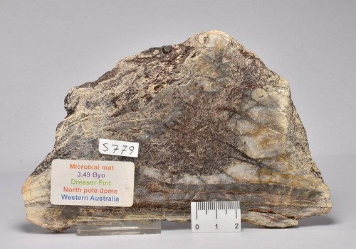 Microbial mat dresser - mat,,