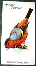 BULLFINCH CANARY  Mule  Vintage 1933 Illustrated Cage Bird Card  JE09MS